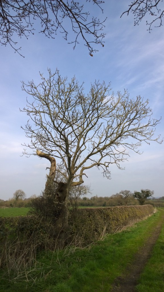 Where I took my lunchtime walk on Wednesday