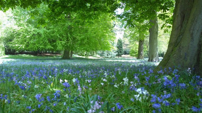 Sadly not native Bluebells