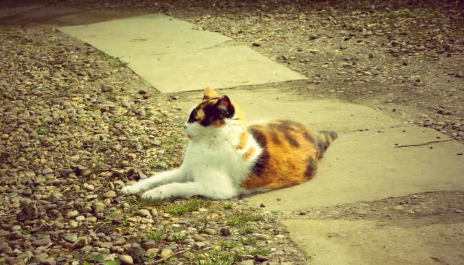 Designed By Committee